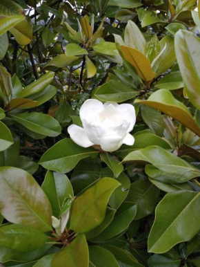 Magnolia, Gamaches